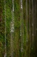 /album/fotogaleria-ponukame/drops-on-moss-jpg1/